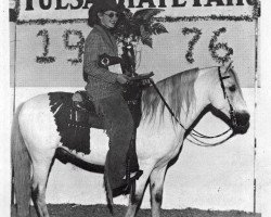 horse Western Glow (Welsh mountain pony (SEK.A), 1964, from Clan Glomadh)