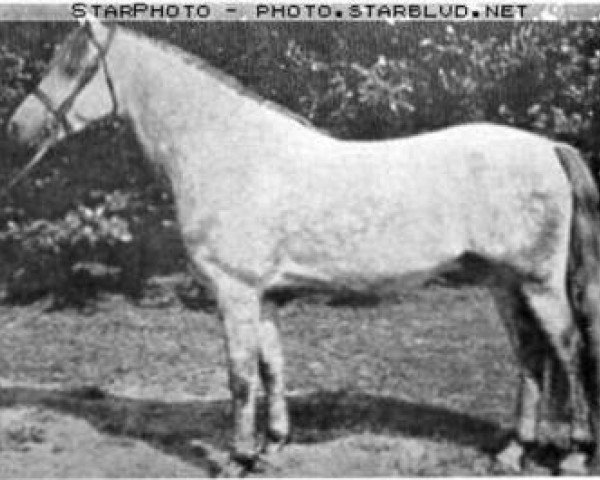stallion Wickenden Osprey (Welsh-Pony (Section B), 1960, from Coed Coch Berwynfa)