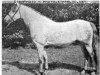 Deckhengst Wickenden Osprey (Welsh Pony (Sek.B), 1960, von Coed Coch Berwynfa)