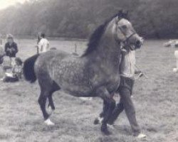 Zuchtstute Gwenllan Gwen (Welsh-Cob (Sek. D), 1957, von Caradog Llwyd)