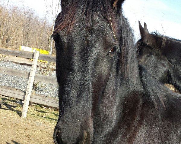 broodmare Tiara (Arabofriese,  , from Cartusch)