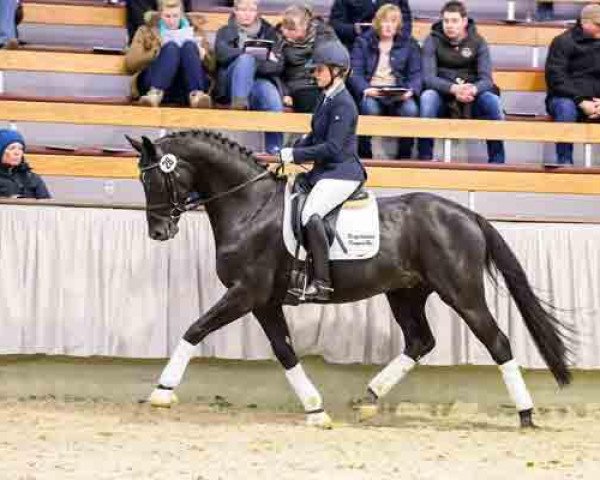 stallion Donnerfunke (Hanoverian, 2009, from Dancier)