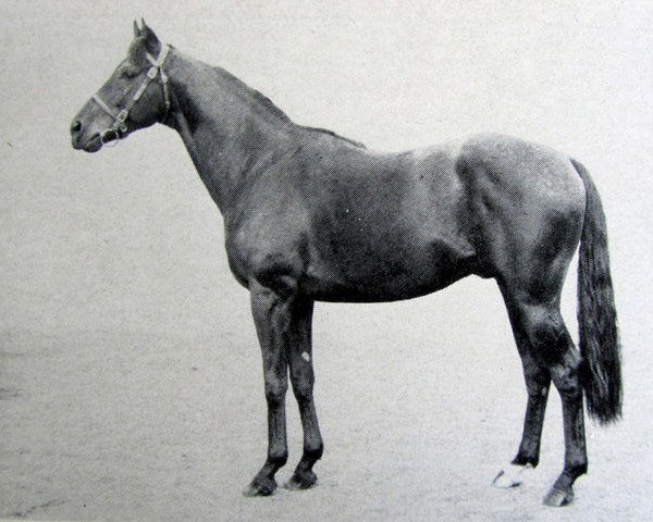 stallion Polic xx (Thoroughbred, 1953, from Relic xx)