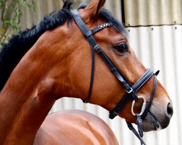 dressage horse Sir James 17 (Württemberger, 2004, from Sunny-Boy)