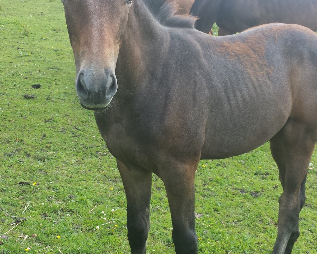 jumper Zilverstone G (Oldenburg show jumper, 2014, from Zirocco Blue)