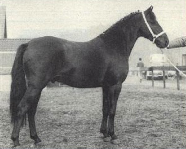 Deckhengst Emir (New-Forest-Pony, 1973, von Achterhoeks King)