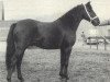 Deckhengst Emir (New-Forest-Pony, 1973, von Achterhoeks King)