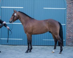 horse Heihoeve's Hero (New Forest Pony, 2011, from Oosterbroek Francois)