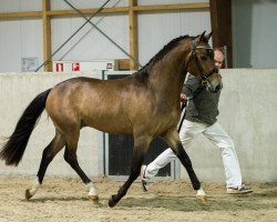 stallion Spoekedammetje's Nick (New Forest Pony, 2012, from Jacodi's Bo's Barclay)