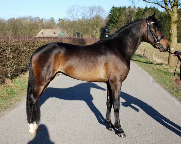 Deckhengst Hattrick Xavier (New-Forest-Pony, 2012, von Kantje's Armando)