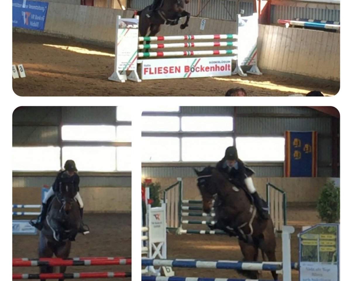 broodmare Call me Cormii (Holsteiner, 2010, from Cormint)