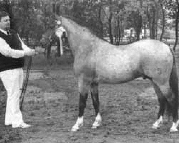 Deckhengst Ergano (Welsh Pony (Sek.B), 1977, von Ernesto)