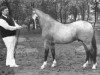 stallion Ergano (Welsh-Pony (Section B), 1977, from Ernesto)
