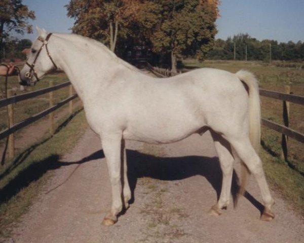 stallion Paddock Camargue (Welsh-Pony (Section B), 1984, from Downland Chevalier)
