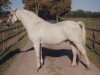 Deckhengst Paddock Camargue (Welsh Pony (Sek.B), 1984, von Downland Chevalier)
