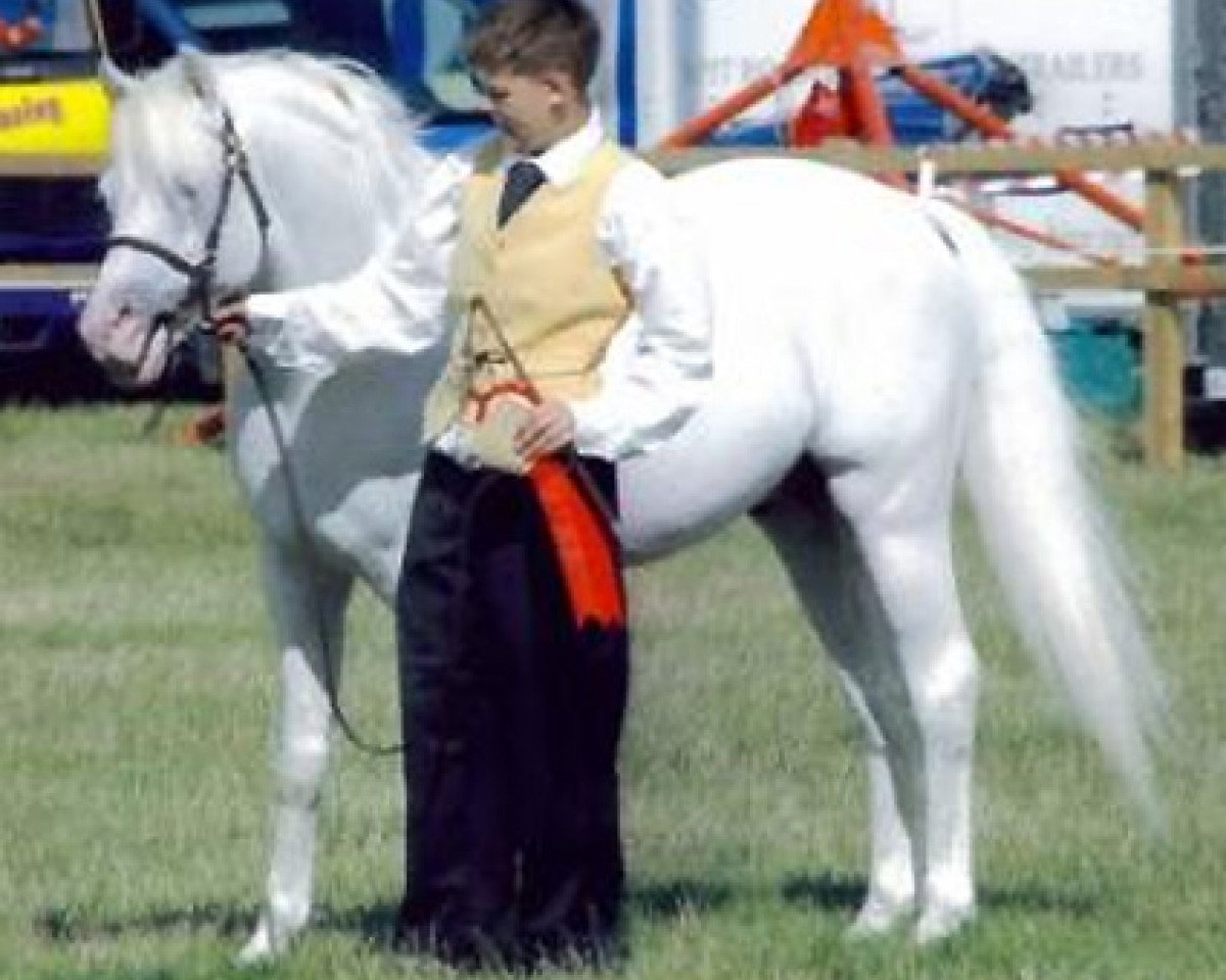stallion Polaris Dylan (Welsh-Pony (Section B), 1997, from Paddock White Lightning)