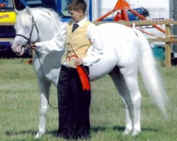 stallion Polaris Dylan (Welsh-Pony (Section B), 1997, from Paddock White Lightning)