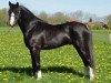 stallion Picasso M (Welsh-Pony (Section B), 2001, from Hondsrug Puccini)