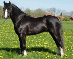 Deckhengst Picasso M (Welsh Pony (Sek.B), 2001, von Hondsrug Puccini)