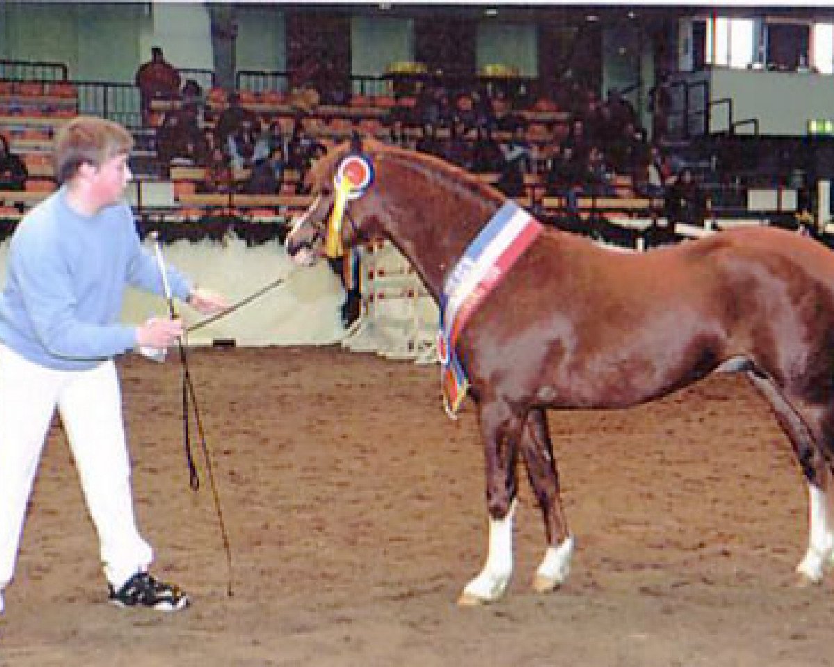 stallion Hondsrug Puccini (Welsh-Pony (Section B), 1996, from Blethni Puck)