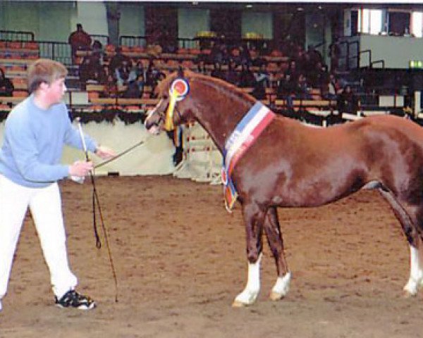 stallion Hondsrug Puccini (Welsh-Pony (Section B), 1996, from Blethni Puck)