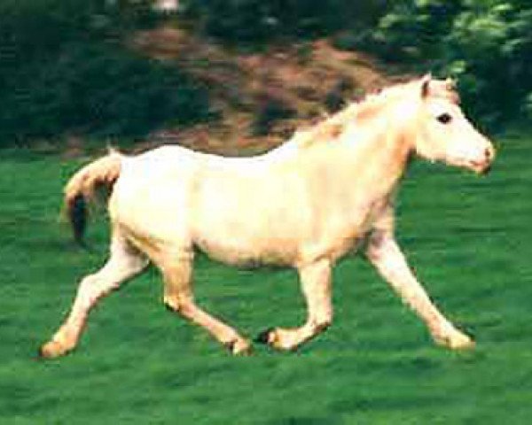broodmare Llwynygog Magic (Welsh-Pony (Section B), 1966, from Ardgrange Llun Gwyn)