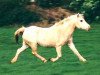 broodmare Llwynygog Magic (Welsh-Pony (Section B), 1966, from Ardgrange Llun Gwyn)