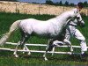 stallion Equus Blueberry (Welsh-Pony (Section B), 1998, from Royal Blueberry)
