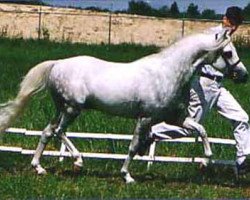 stallion Equus Blueberry (Welsh-Pony (Section B), 1998, from Royal Blueberry)