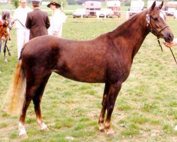Zuchtstute Equus' Orinda (Welsh Pony (Sek.B), 1988, von Tetworth Crimson Lake)