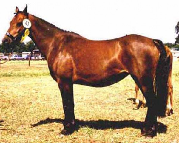 broodmare Coed Coch Olga (Welsh-Pony (Section B), 1974, from Coed Coch Ninian)