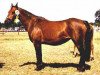 Zuchtstute Coed Coch Olga (Welsh Pony (Sek.B), 1974, von Coed Coch Ninian)