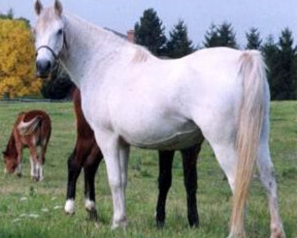 horse Belvoir Bergenia (Welsh-Pony (Section B), 1981, from Belvoir Jasper)