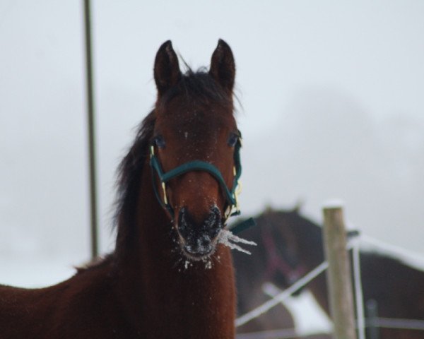 Springpferd Ashwin (Mecklenburger, 2010, von Ashby 4)