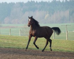 Springpferd Sotschi 12 (Württemberger, 2010, von San Amour I)