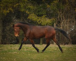 dressage horse Störtina (KWPN (Royal Dutch Sporthorse), 2011, from Svendborg)