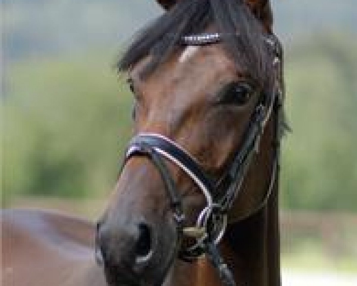 broodmare Pamina (Bavarian, 2004, from Argentinus)