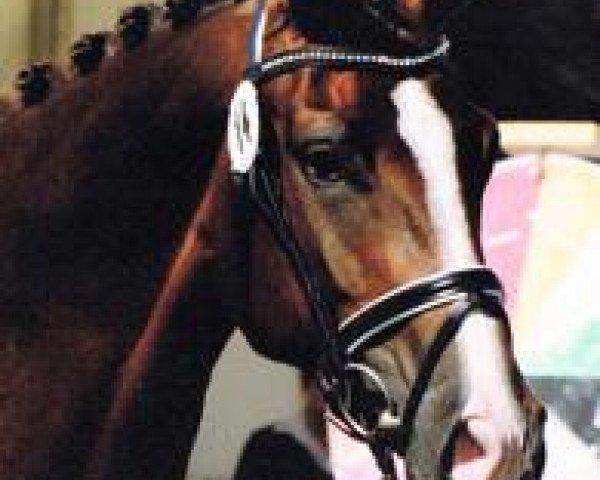 horse Donna Exposita (Westphalian, 2007, from Dimaggio)