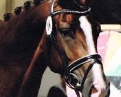 broodmare Donna Exposita (Westphalian, 2007, from Dimaggio)