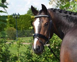 horse Camphuysen's Lucky William (New Forest Pony, 2002, from Aladin)