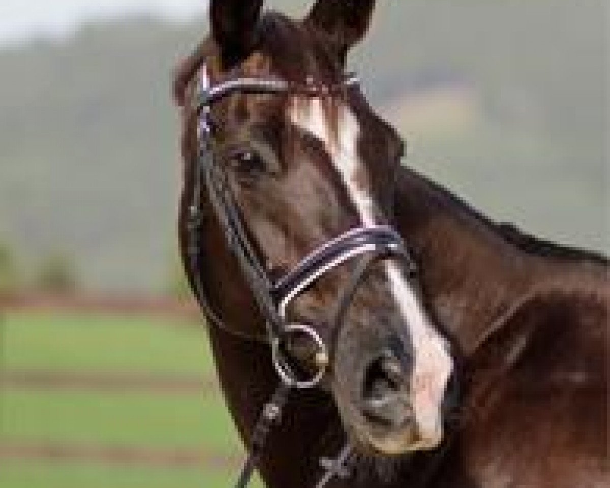 broodmare Franconja (Westphalian, 1998, from Faveur)