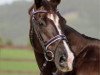 horse Franconja (Westphalian, 1998, from Faveur)