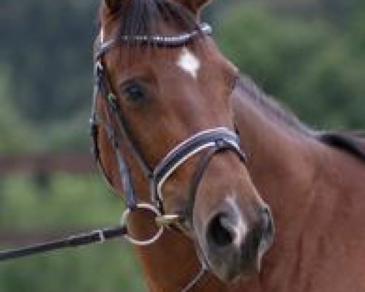 Zuchtstute Ehrenmann's Tante (Westfale, 2004, von Ehrentusch)