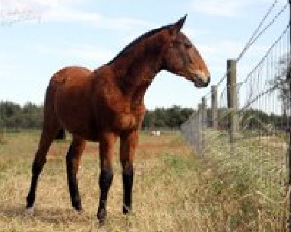 broodmare Jade (Lusitano, 2014)