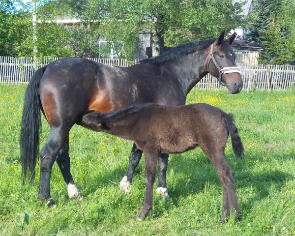 Zuchtstute Laura (Sächs.-Thür. Schweres Warmbl., 2003, von Esprit)