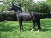 stallion Aladin (New Forest Pony, 1993, from Molenaar's Golden King)
