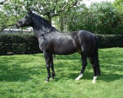 stallion Aladin (New Forest Pony, 1993, from Molenaar's Golden King)