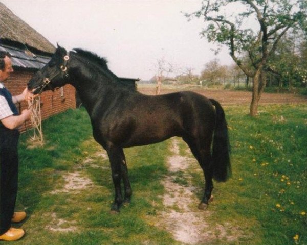 Deckhengst Frisian Forest Marco Polo (New-Forest-Pony, 1985, von Chungel Fury)