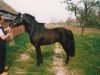 Deckhengst Frisian Forest Marco Polo (New-Forest-Pony, 1985, von Chungel Fury)