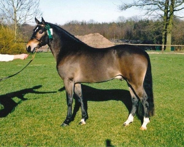 Deckhengst Burley Phantom (New-Forest-Pony, 1999, von Luckington Sportaide)